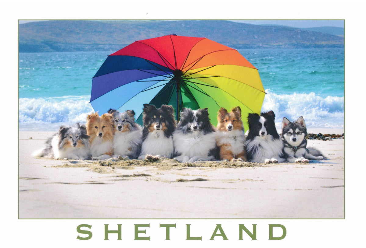 Shetland Collies And Klee Kai Set Of Postcards The Shetland Times shetland-collies-and-klee-kai-set-of-postcards-the-shetland-times