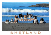 Shetland Collies and Klee Kai set of postcards