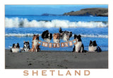 Shetland Collies and Klee Kai set of postcards