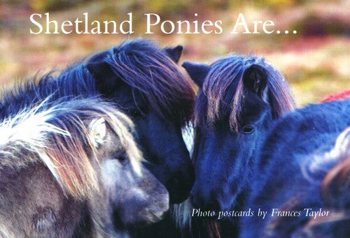Shetland Ponies Are…