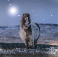 Shetland Pony Greetings Cards